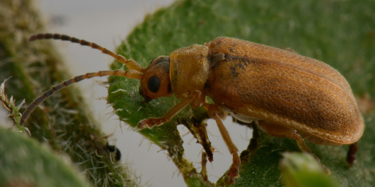 Chrysomelidae: Galerucella pusilla? Forse G. calmariensis f. lythri